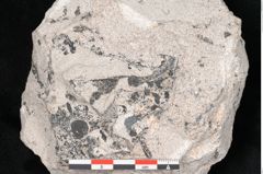 Foto (Detailansicht) von Lepidodendron selaginoides Sternbg. (NHMW-GEO-2024-0188-11037)